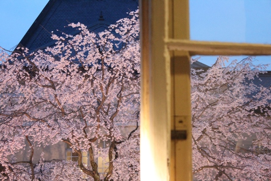 1960-12.4.10北側窓を開けて　屋根バックアップの祇園枝垂れ桜.jpg